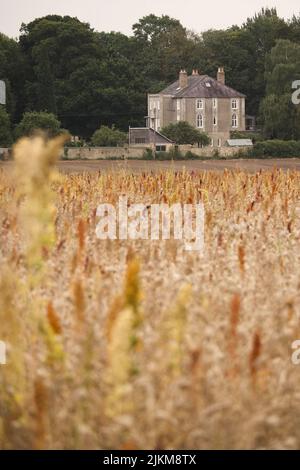 A vertical shot of a big rural house in the back of wheat farm Stock Photo