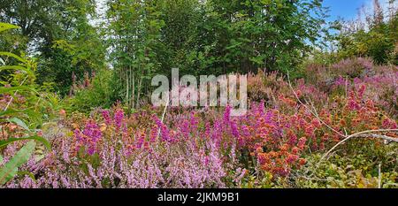 A beautiful view of wildflowers in Parc Phoenix, Nice, French Riviera, Alpes-Maritimes, France Stock Photo