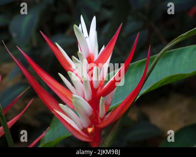 A closeup of heliconia flowers in Parc Phoenix, Nice, French Riviera, Alpes-Maritimes, France Stock Photo