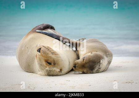 A closeup of a mother sea lion and its pup lying and hugging on white sandy shore of the Galapagos Islands in Ecuador Stock Photo