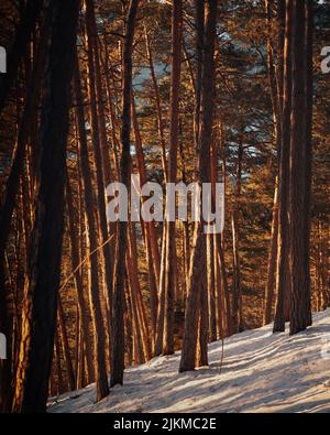 A vertical shot of tall tree in a snowy forest with bright sunlight between tree trunks Stock Photo