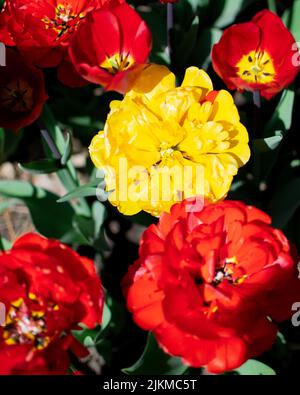 A vertical shot of a lone yellow tulip among purple tulips at a garden ...