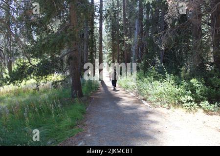A view of the female walking along the path among the trees in Donner Memorial State Park Stock Photo