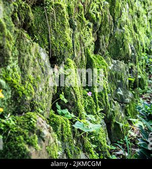 A soft focus of a green rock wall covered with moss Stock Photo