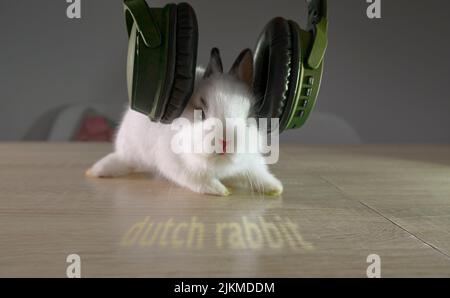 A closeup shot of a cute dutch dwarf rabbit on a wooden table with green headphones on its head Stock Photo