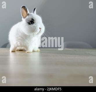 A closeup shot of a cute dutch dwarf rabbit on a wooden table Stock Photo