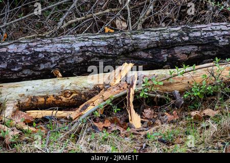 A closeup shot of logs in a forest Stock Photo