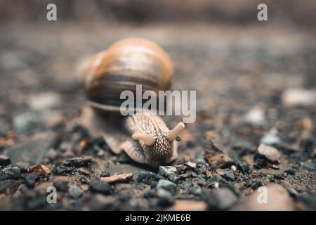 A closeup shot of a snail crawling on a floor Stock Photo
