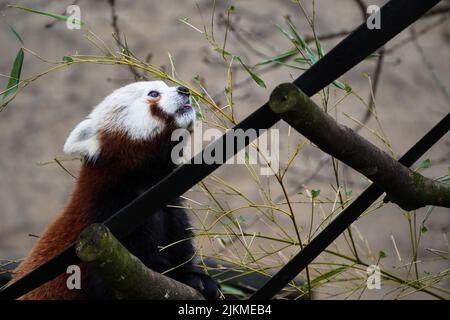 A closeup of a beautiful Red Panda eating leaves on a tree Stock Photo