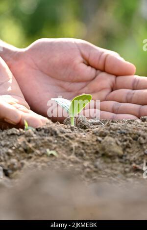 closeup the ripe green round gourd vine plant seedling and soil heap with hand in the farm soft focus natural green brown background. Stock Photo