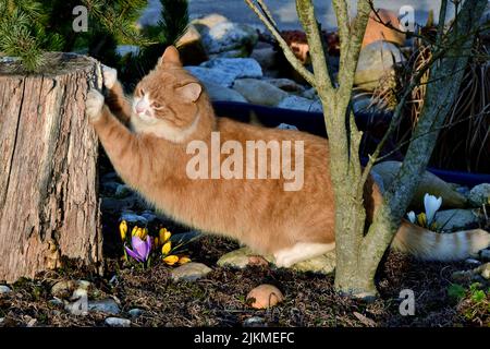 A closeup shot of a Tabby cat holding a stump tree in the garden on a sunny day Stock Photo