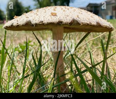 This Meadow Mushroom is standing tall in the grass of a local park. Stock Photo