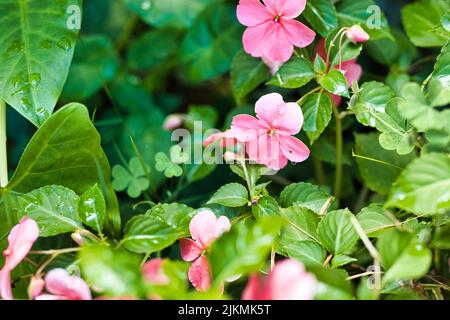 A selective focus shot of blooming busy lizzy flowers with dewdrops Stock Photo