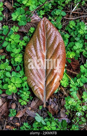 A top view of big leaf fallen on the small green leaves and flowers in park during autumn Stock Photo