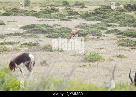 Bontebok grazing in the Cape Point National Park in Cape Town South Africa Stock Photo