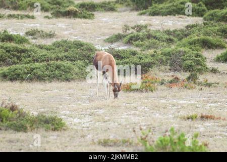 Bontebok grazing in the Cape Point National Park in Cape Town South Africa Stock Photo