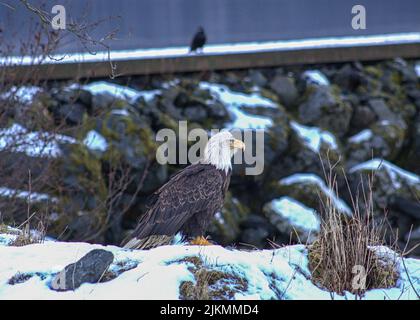 A majestic bald eagle standing on stones covered in snow in the background of a raven. Stock Photo