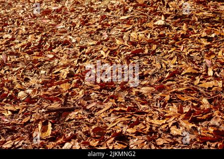 A closeup of the bright orange autumn foliage on the ground. Stock Photo
