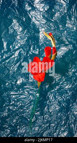 A red Gladiolus flower on a blue wrinkled plastic bag background Stock Photo