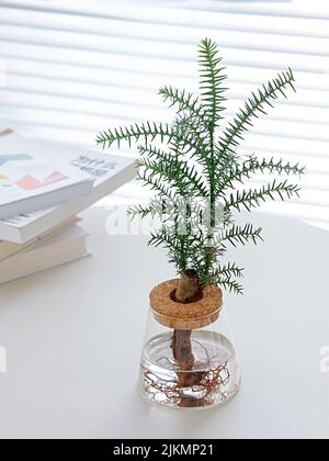 A beautiful shot of a bottle plant and stack of books on a white table against window shades during daytime Stock Photo