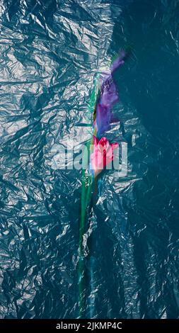 A pink Gladiolus flower on a blue wrinkled plastic bag background Stock Photo