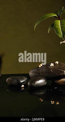 A closeup shot of shiny black stones and green plant leaves with visible reflections on a black table against dark green wall Stock Photo