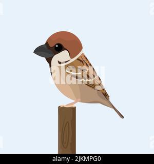 Sparrow Illustration Stock Vector