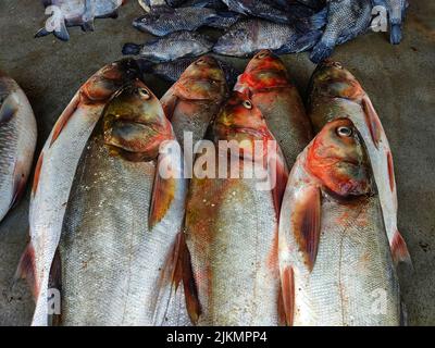 silver carp fish arranged in row in indian fish market for sale Stock Photo