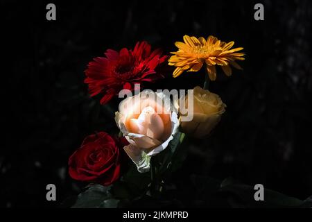 colorful flower bouquet isolated on dark background. red gerbera. yellow gerbera. white rose. close up. macro. Stock Photo