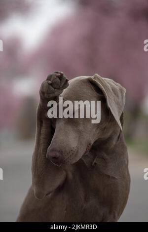 A selective focus shot of an adorable Weimaraner dog during daytime in spring Stock Photo