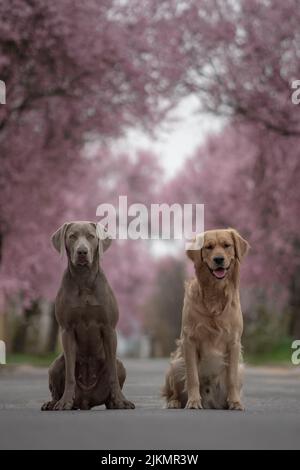 A selective focus shot of adorable Weimaraner and Golden Retriever dogs during daytime in spring Stock Photo