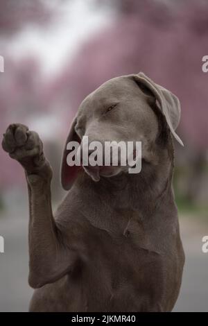 A selective focus shot of an adorable Weimaraner dog during daytime in spring Stock Photo