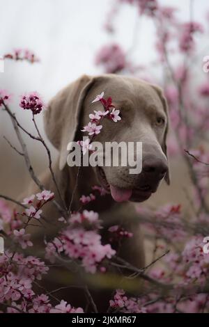 A selective focus shot of an adorable Weimaraner dog near acherry tree during daytime in spring Stock Photo