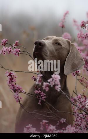 A selective focus shot of an adorable Weimaraner dog near a cherry tree during daytime in spring Stock Photo