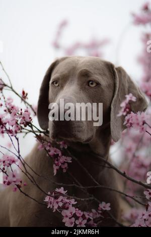 A selective focus shot of an adorable Weimaraner dog near a cherry tree during daytime in spring Stock Photo