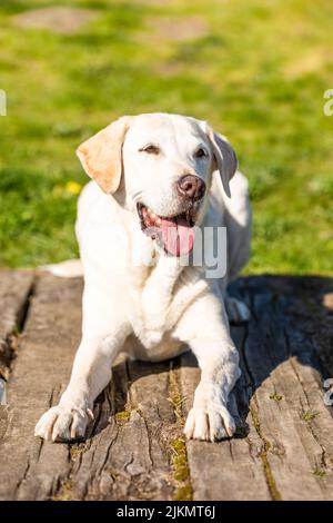 Labrador is lying on wood with green grass background Stock Photo