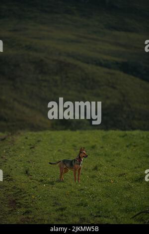 A vertical shot of a dog on a large green meadow in Cape Town Stock Photo