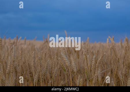 Field of golden wheat under cold blue cloudy sky Stock Photo