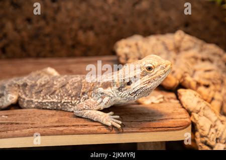 bearded dragon in the terrarium Stock Photo