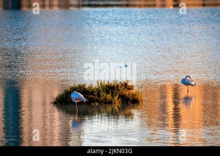 Two greater flamingos (Phoenicopterus roseus) standing on a body of water near the shore under the bright sunlight Stock Photo