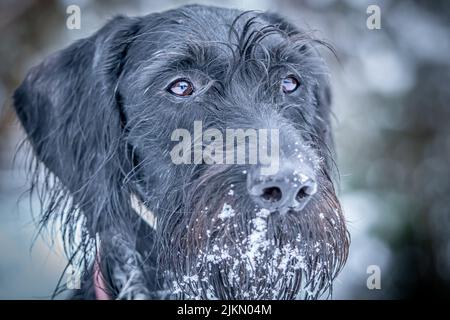 A closeup of the face of a German wire-haired pointer dog with its jaw covered with snow Stock Photo