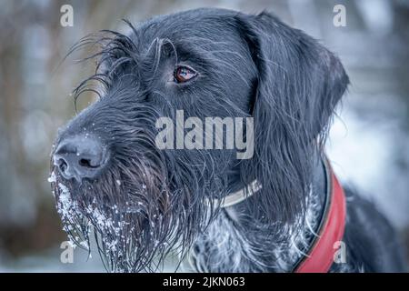 A closeup of the face of a German wire-haired pointer dog with its jaw covered with snow Stock Photo