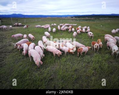 A herd of pigs on the pasture under a cloudy sky Stock Photo