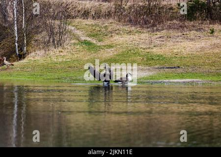 A flock of Canadian geese floating on a calm lake with reflection of trees on the surface Stock Photo