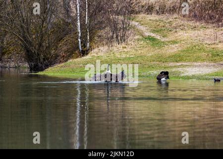 A flock of Canadian geese floating on a calm lake with reflection of trees on the surface Stock Photo