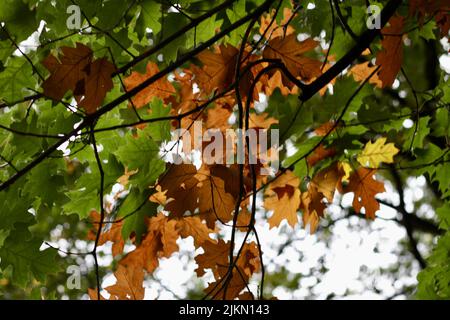A closeup of orange and yellow leaves on tree branches Stock Photo