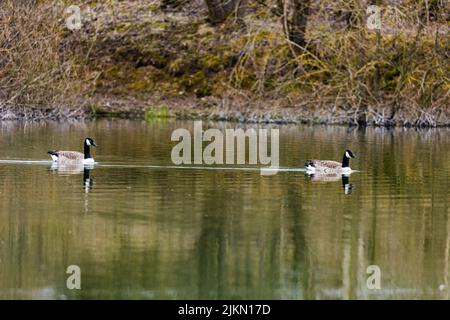 A couple of Canadian geese floating on a calm lake with reflection of trees on the surface Stock Photo