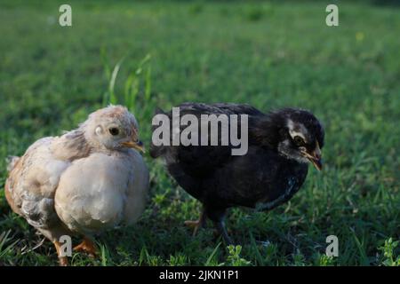Two baby chicks stand in grass, both look right Stock Photo