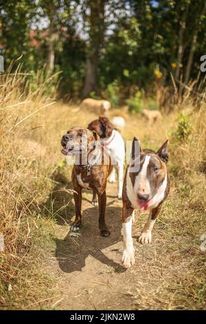 A beautiful shot of a Pit Bull and a Bull Terrier running Stock Photo