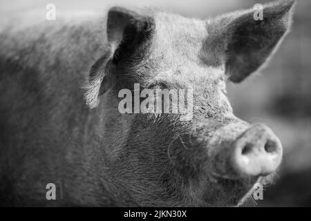 achievement clipart black and white pig